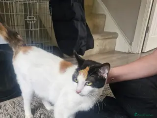 Mixed Breed cats 6 beautiful angels needing forever homes - Advert 1