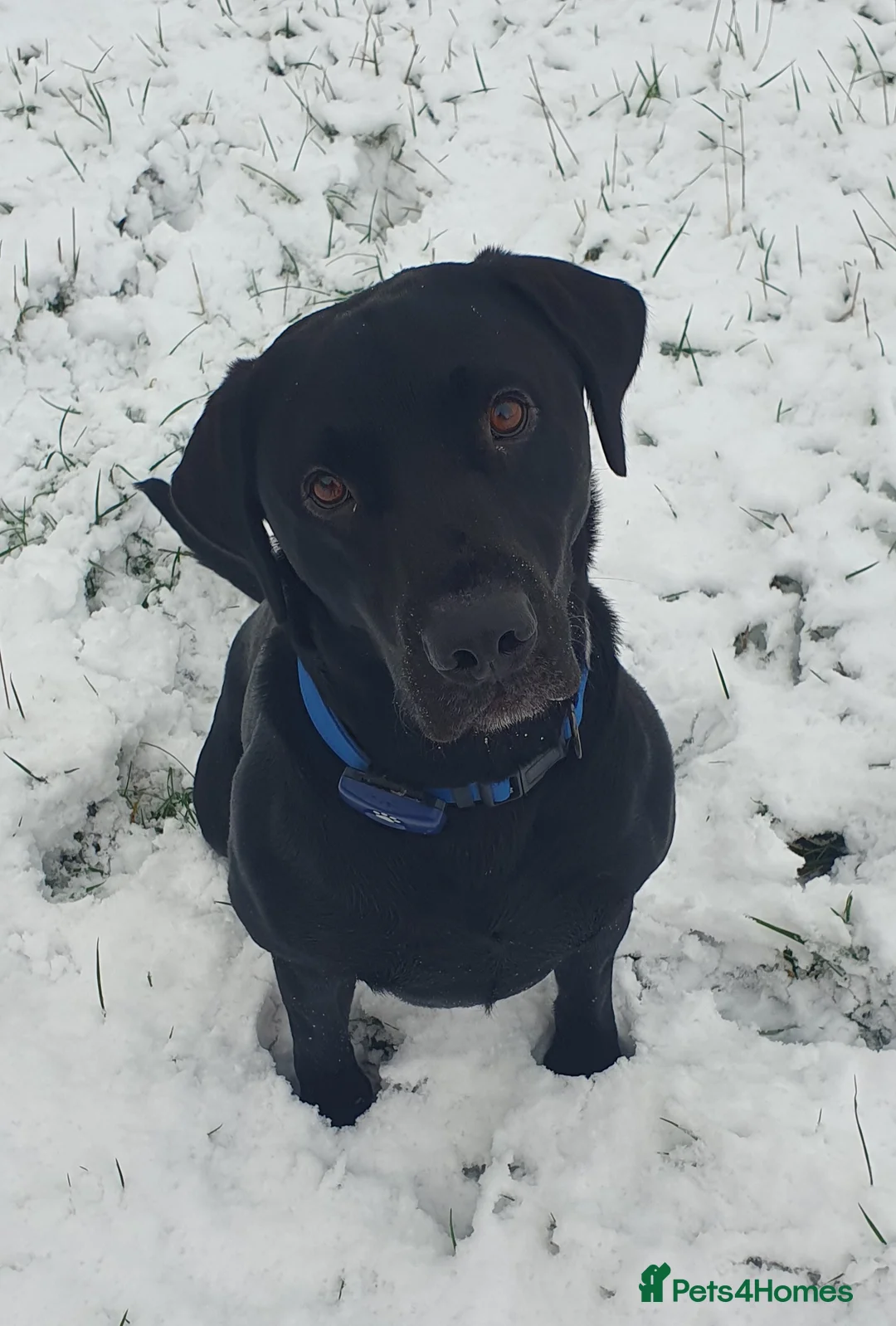 Labrador Retriever dogs for stud: Labrador KC registered for stud 2 years old Black - Advert 3