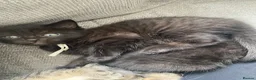 Mixed Breed cats for sale: Delta  in Plymouth - Advert 39