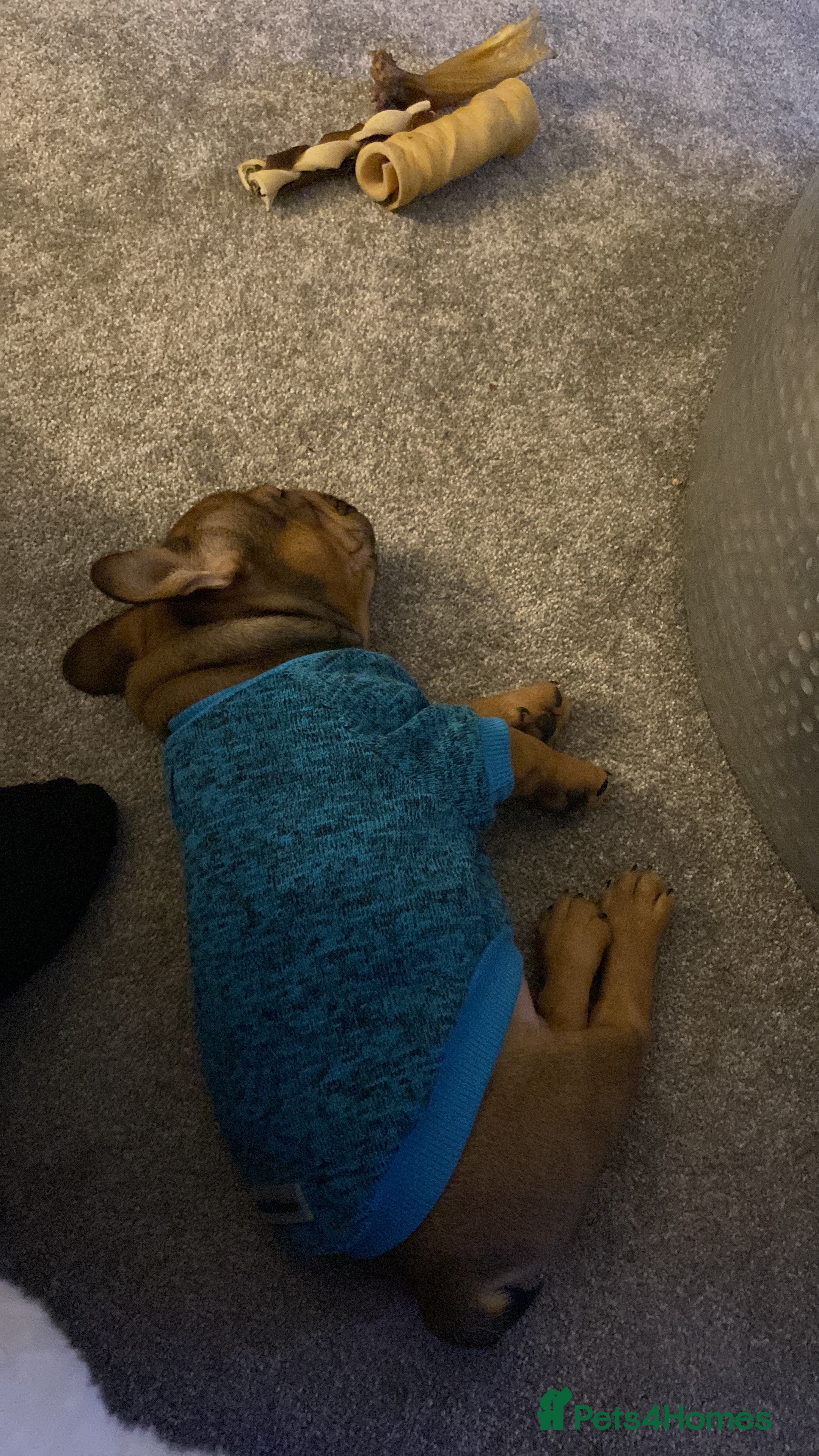 French Bulldog dogs 🐾 KC FRENCHIE PUPS 🐾 ready to leave last boy   - Advert 16