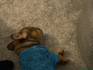 French Bulldog dogs 🐾 KC FRENCHIE PUPS 🐾 ready to leave last boy - Advert 16