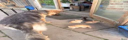 Persian cats for sale: BEAUTIFUL PERSIAN X KITTENS READY NOW - Advert 20