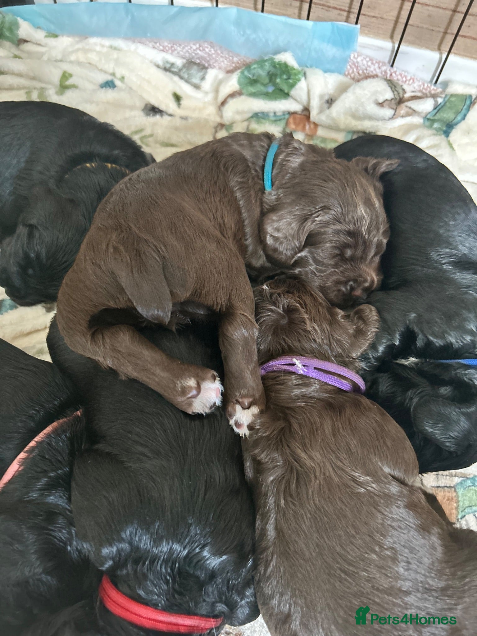 Cocker Spaniel dogs Kc working cocker spaniel puppies - Advert 3