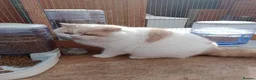 British Shorthair cats for sale: GCCF BSH Lilac Bilcolour chunky 🐱  - Advert 15