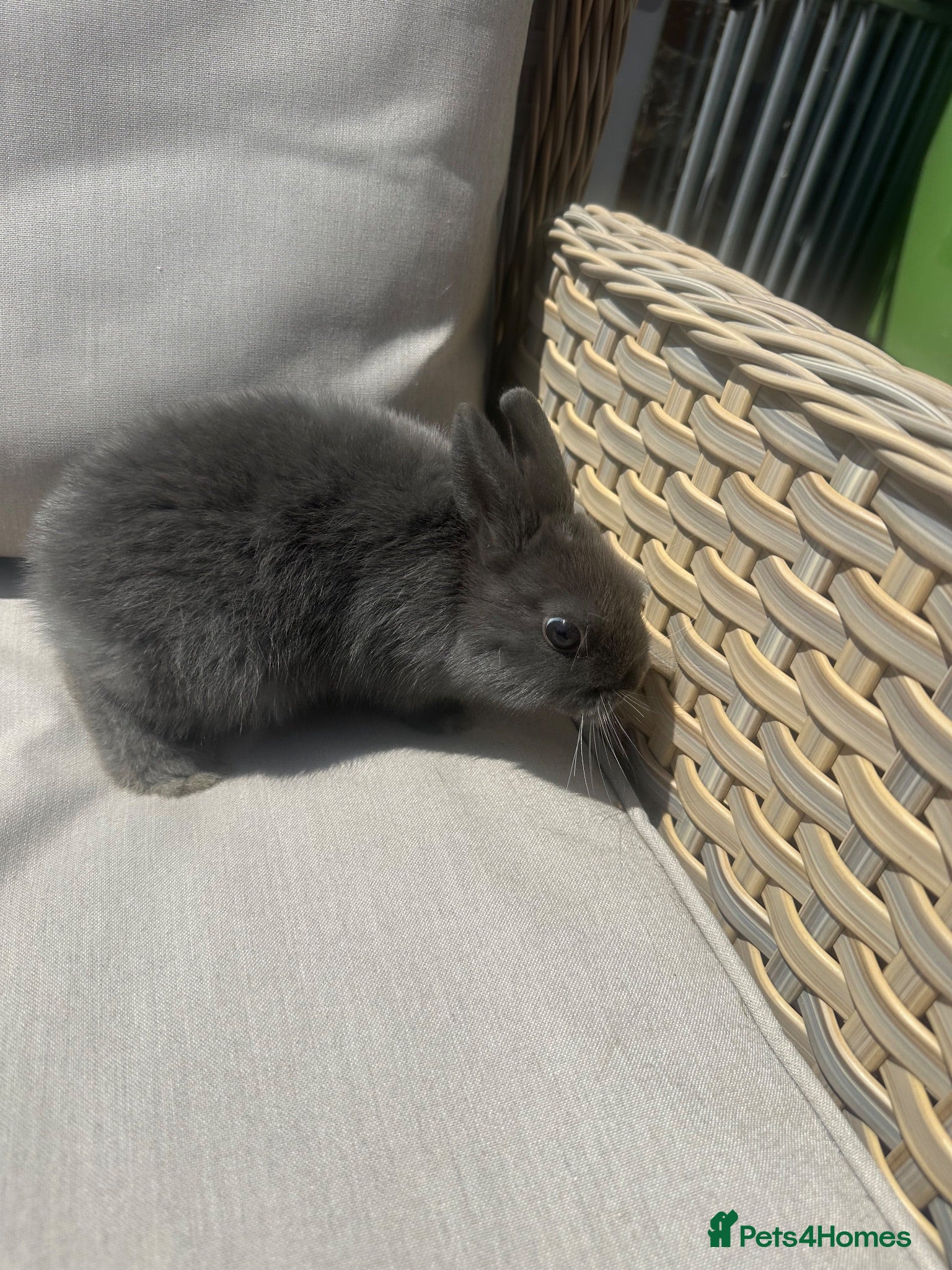 Netherland Dwarf rabbits 1 left. Lovely Netherlands dwarf baby rabbits. - Advert 2