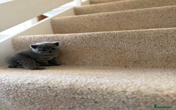 British Shorthair cats for sale: GCCF Bi-colour Blue and white BSH - Image 2