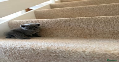 British Shorthair cats - Advert 10