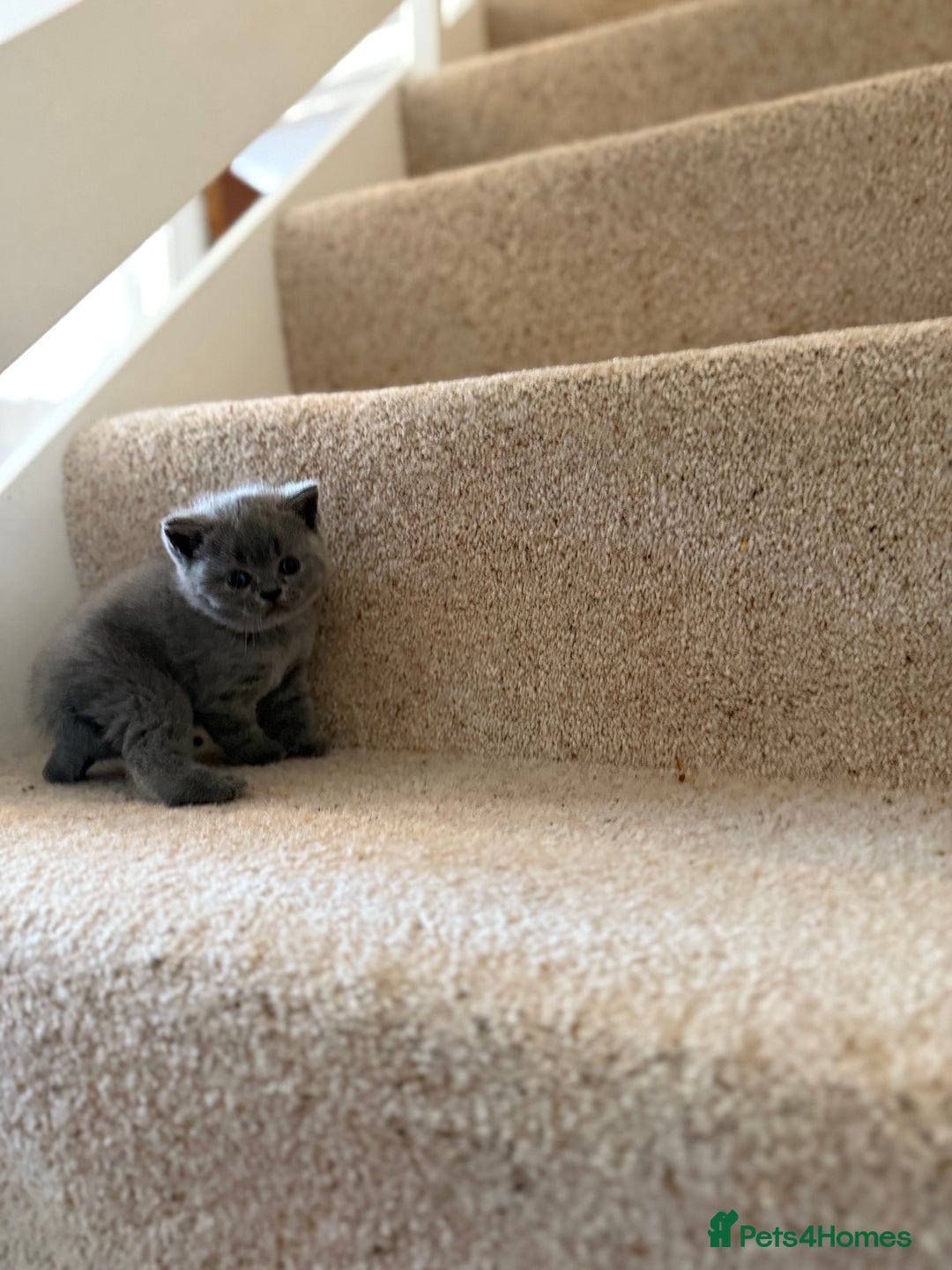 British Shorthair cats for sale: GCCF Bi-colour Blue and white BSH - Image 2