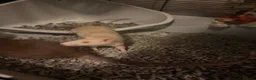 Rat rodents for sale: 3 female Rats - Advert 4