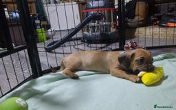 Mixed Breed dogs for sale: Dachshund X Pug - Image 6