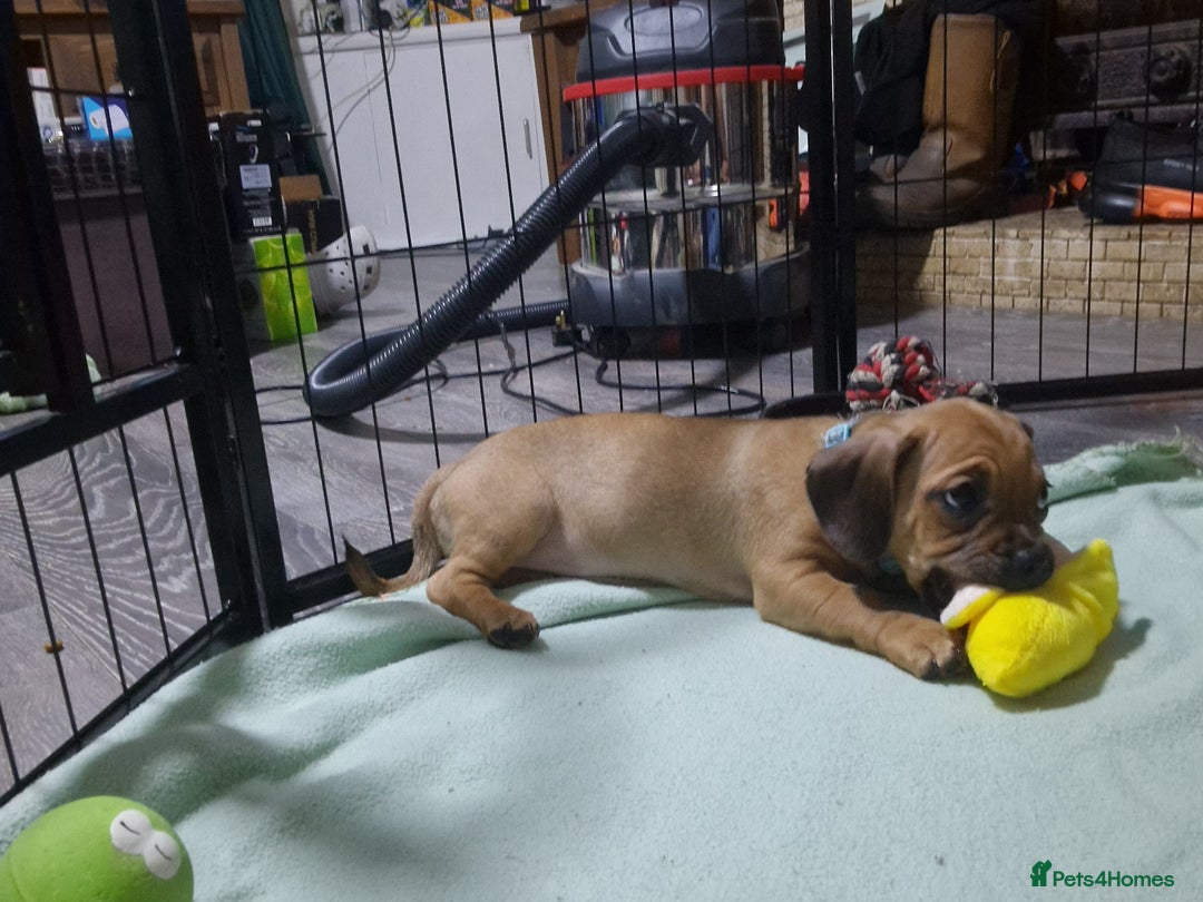 Mixed Breed dogs for sale: Dachshund X Pug - Image 6