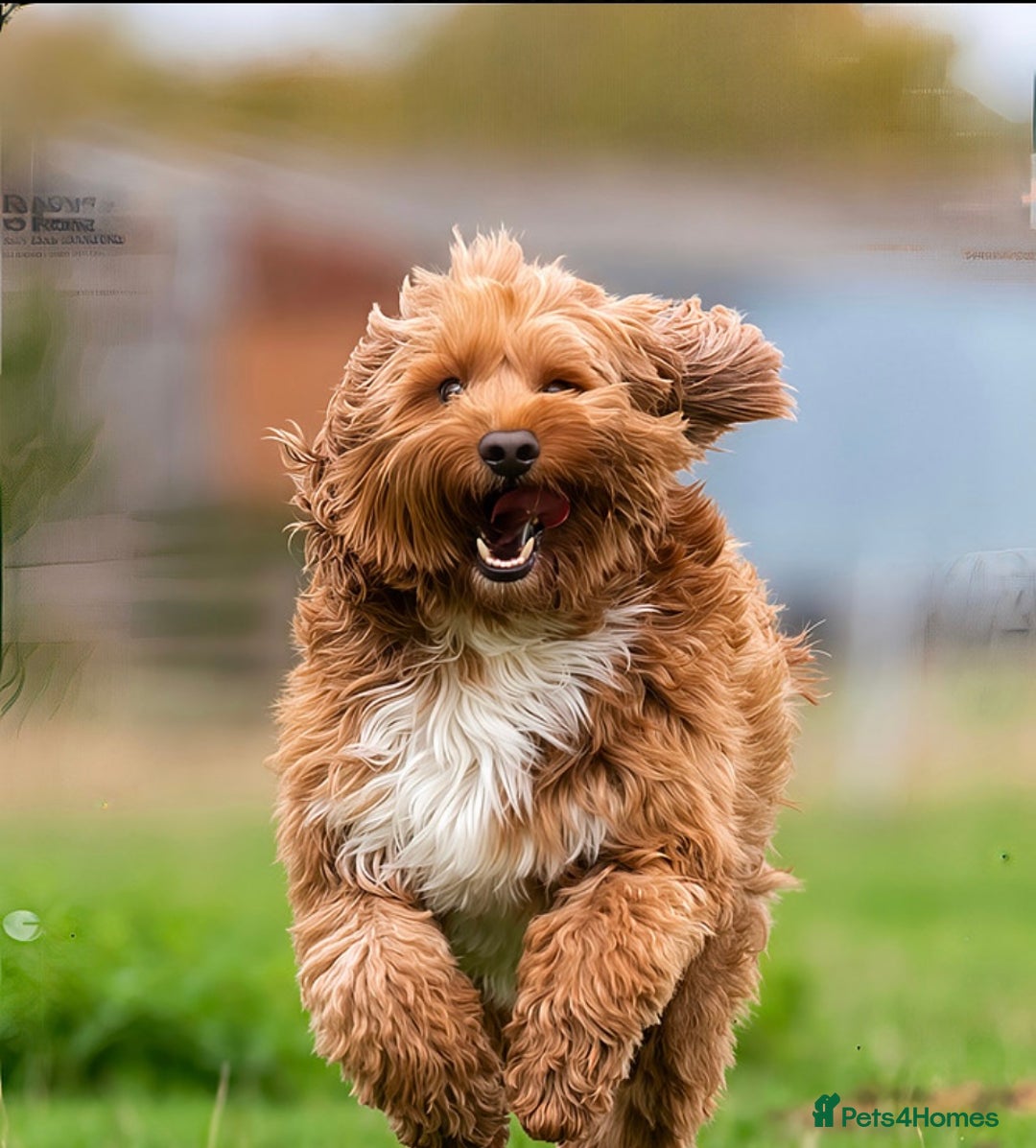 Australian Labradoodle dogs for stud: 💯 pure Australian Cobberdog  - Advert 4