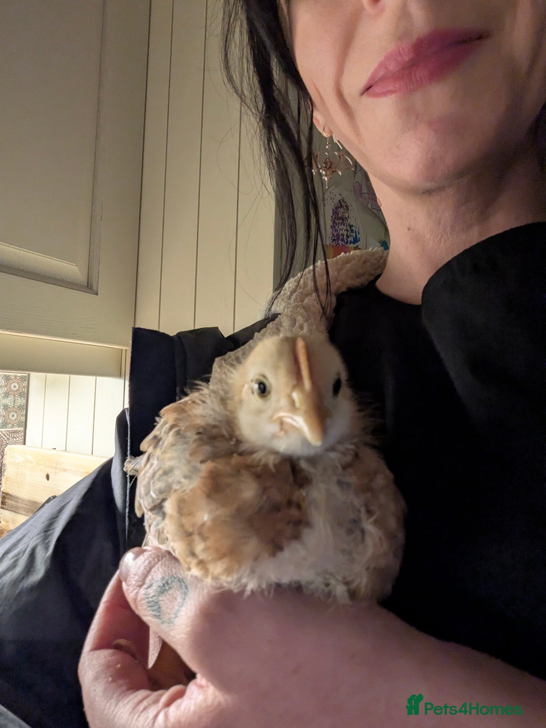 Chickens poultry for sale: Young Cockerels for sale - Advert 2