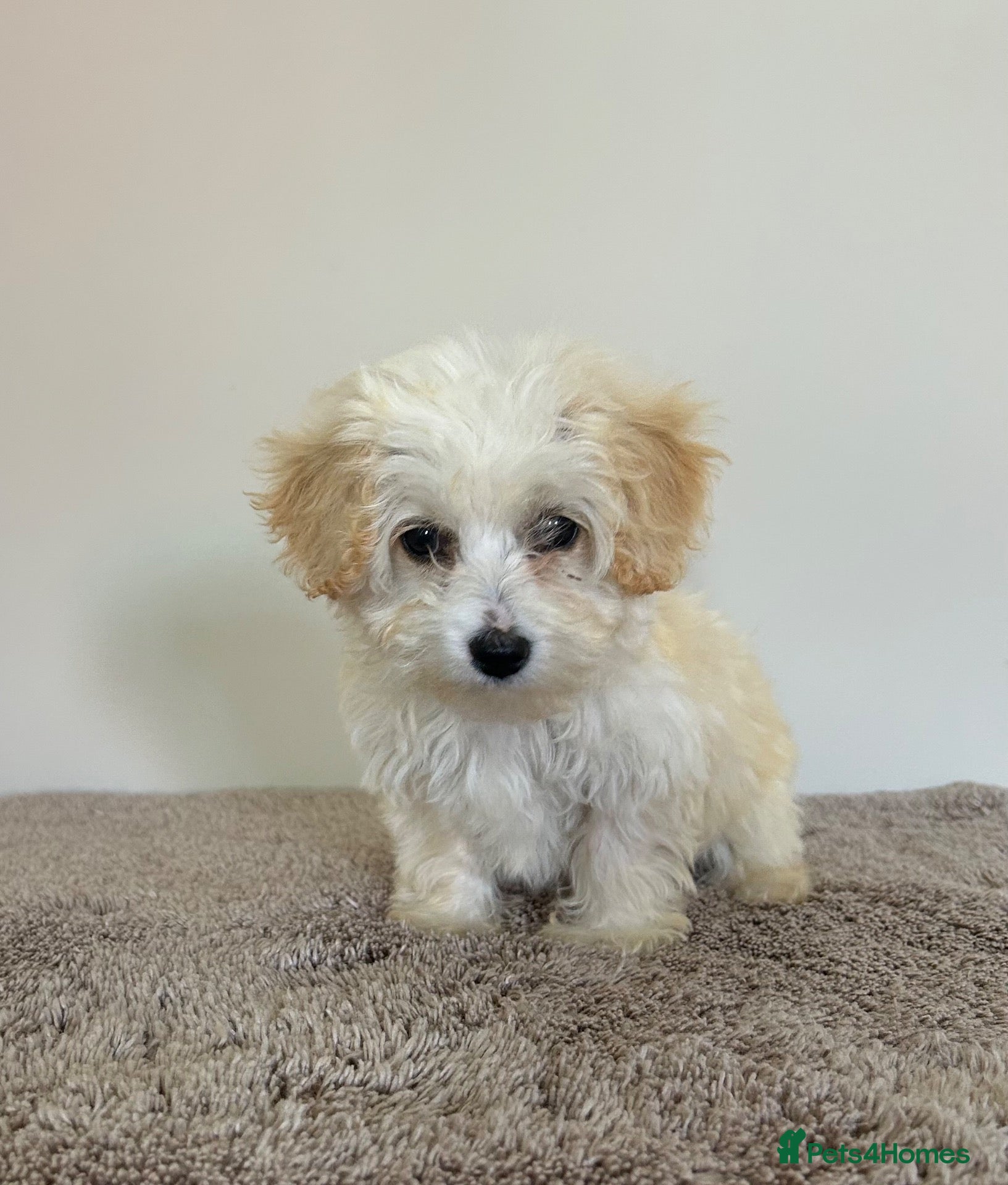 Maltipoo dogs Six beautiful maltipoo puppies - Advert 2