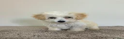Maltipoo dogs for sale: Six beautiful maltipoo puppies - Advert 2