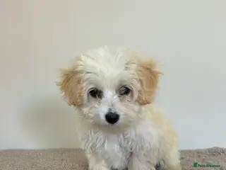 Maltipoo dogs Six beautiful maltipoo puppies - Advert 2
