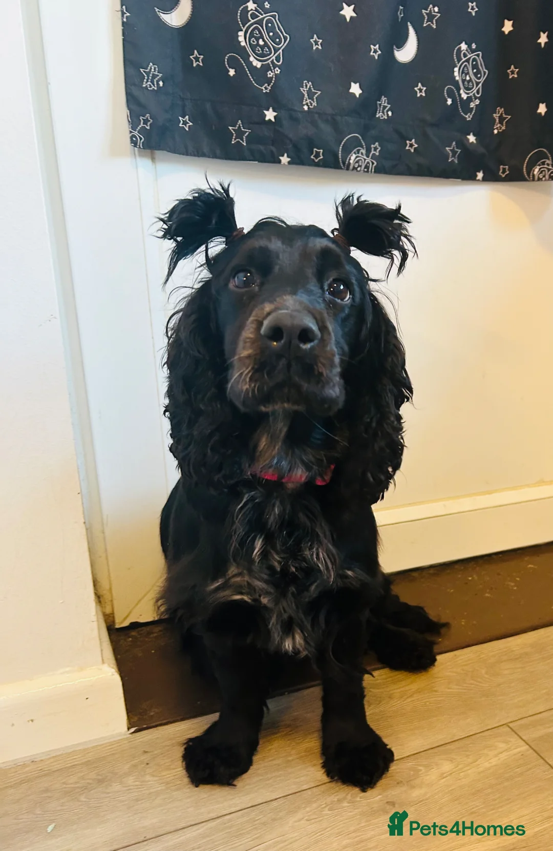 Cockapoo dogs for sale: Cockapoo  in Tidworth - Advert 2