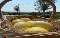 Chickens poultry for sale: Hatching eggs, Chicks & Ducklings - Image 21