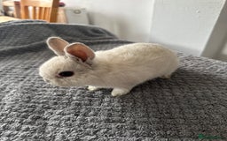 Netherland Dwarf rabbits for sale: Gorgeous Netherlands dwarf baby bunnies - Image 5