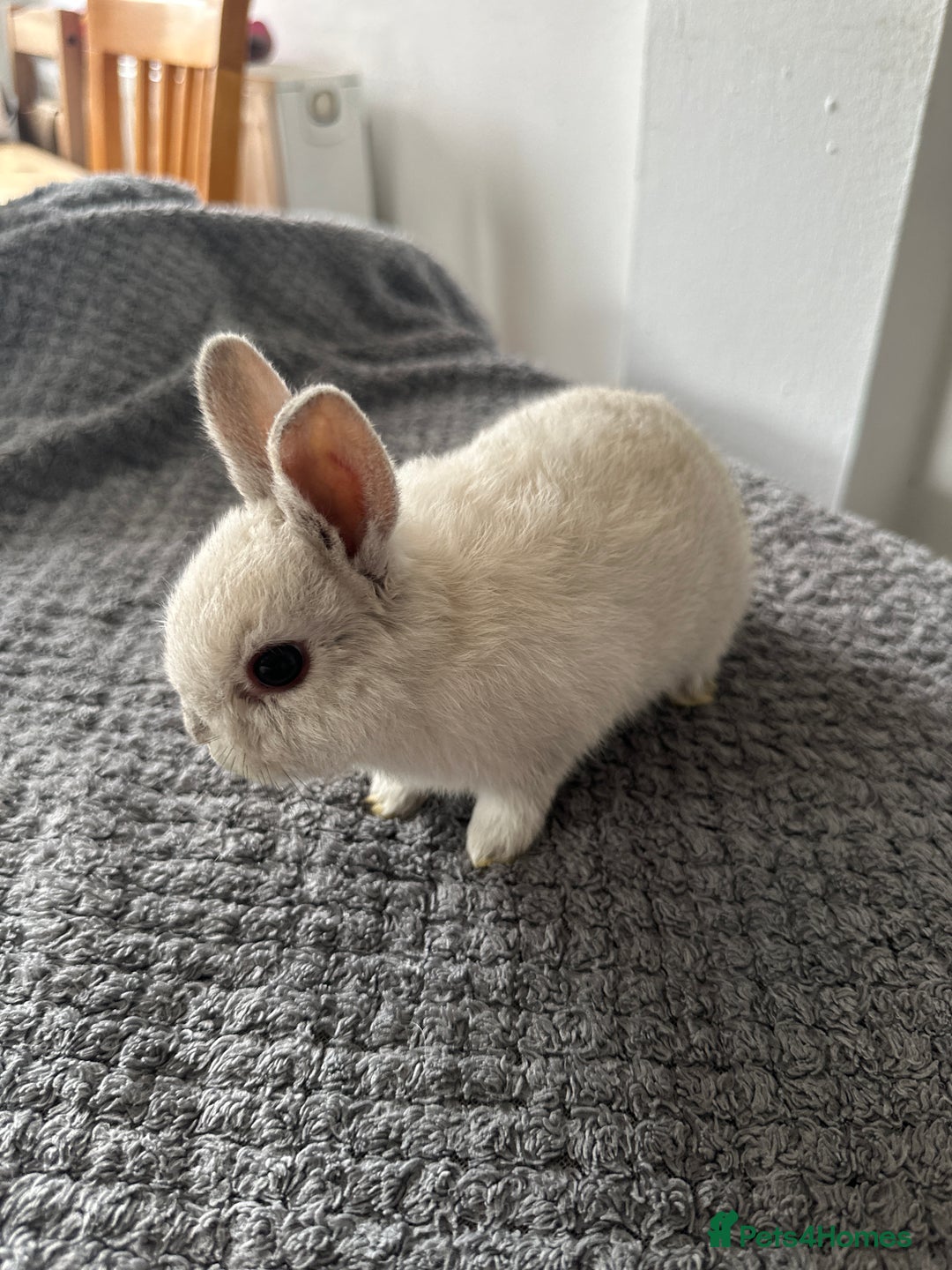 Netherland Dwarf rabbits for sale: Gorgeous Netherlands dwarf baby bunnies - Image 5