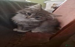 Mixed Breed cats for sale: kittens for sale - Image 2