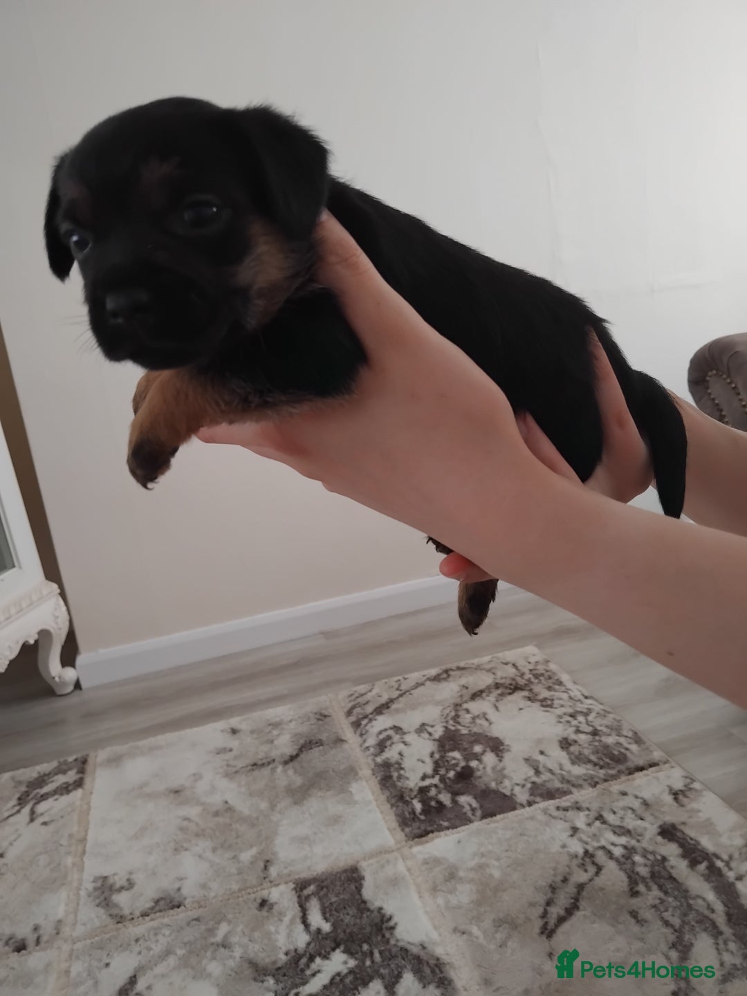 Border Terrier dogs for sale: 5 border terrier puppys  - Image 11