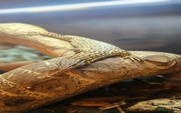 Monitor reptiles for sale: Beautiful young Monitor Lizard - Image 2