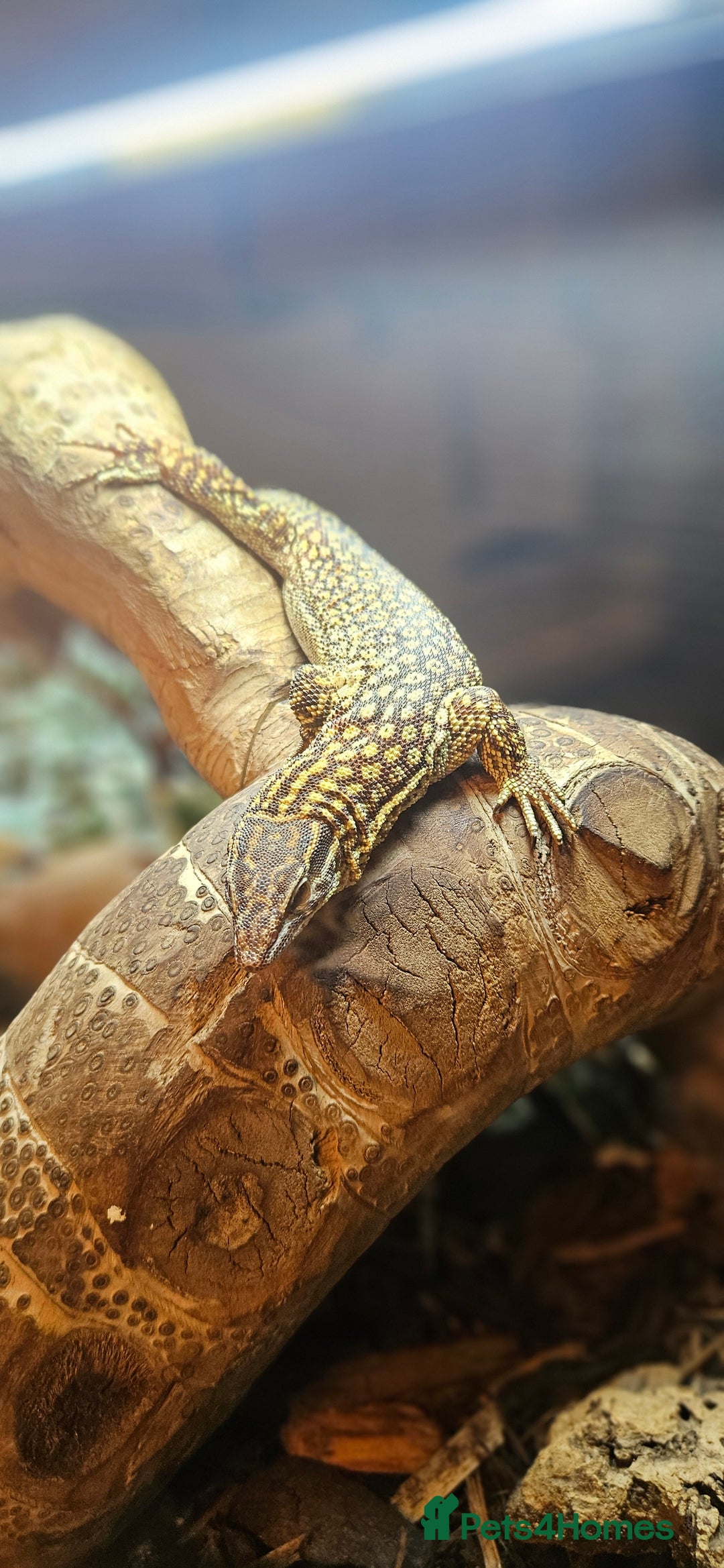 Monitor reptiles for sale: Beautiful young Monitor Lizard - Image 2