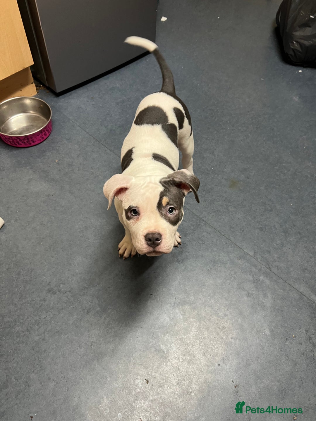 American Bully dogs for sale: Pocket Bully puppy GIRL - FOR SALE - Advert 3