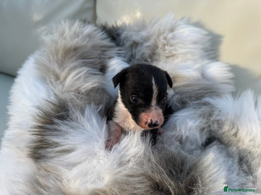 Mixed Breed dogs for sale: 🐾 Beautiful Whippet x Collie Puppies! 🐾 - Image 28