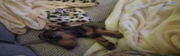 Dachshund dogs for sale: Dachshund puppy  - Advert 4