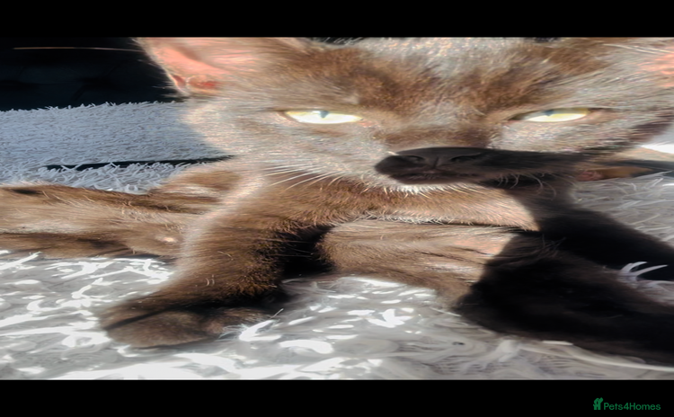 Ragdoll cats - Advert 15