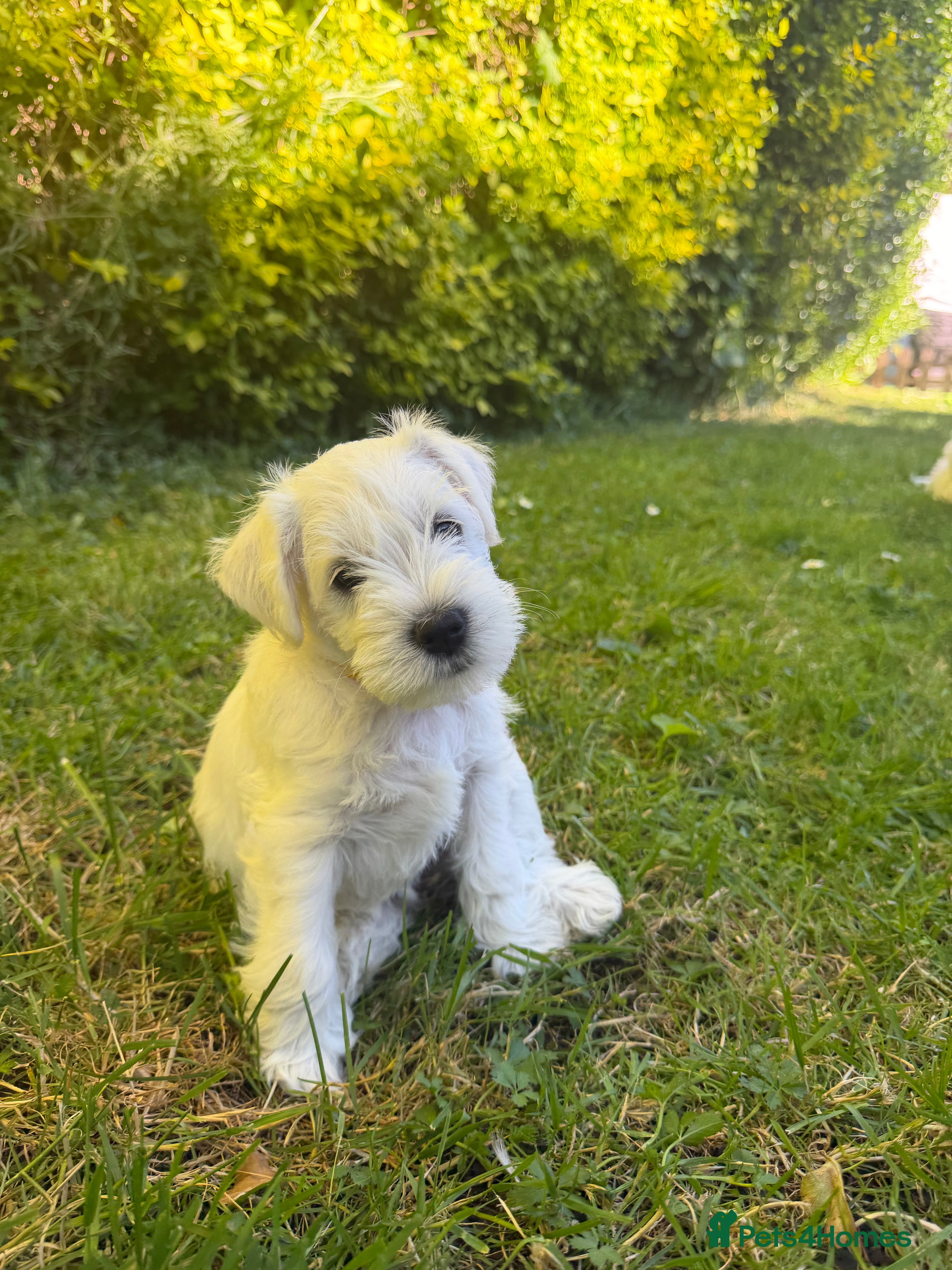 Miniature Schnauzer dogs for sale: Available: 🐾 3 Girls 🐾 2 Boys - Advert 21