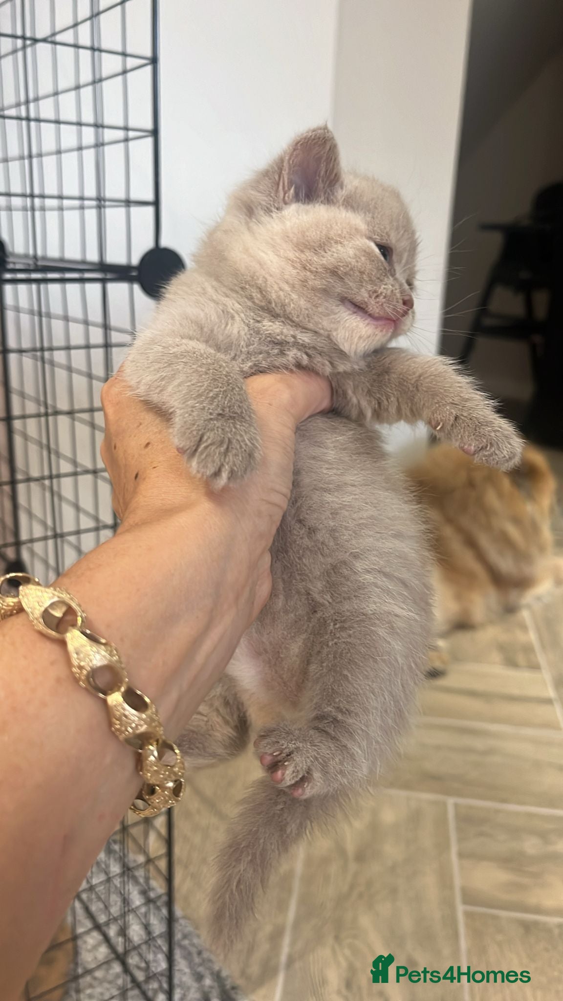 British Shorthair cats for sale: 🏆Gccf Cinnamon tortie Fawn Red bi colour 🏆 - Advert 5