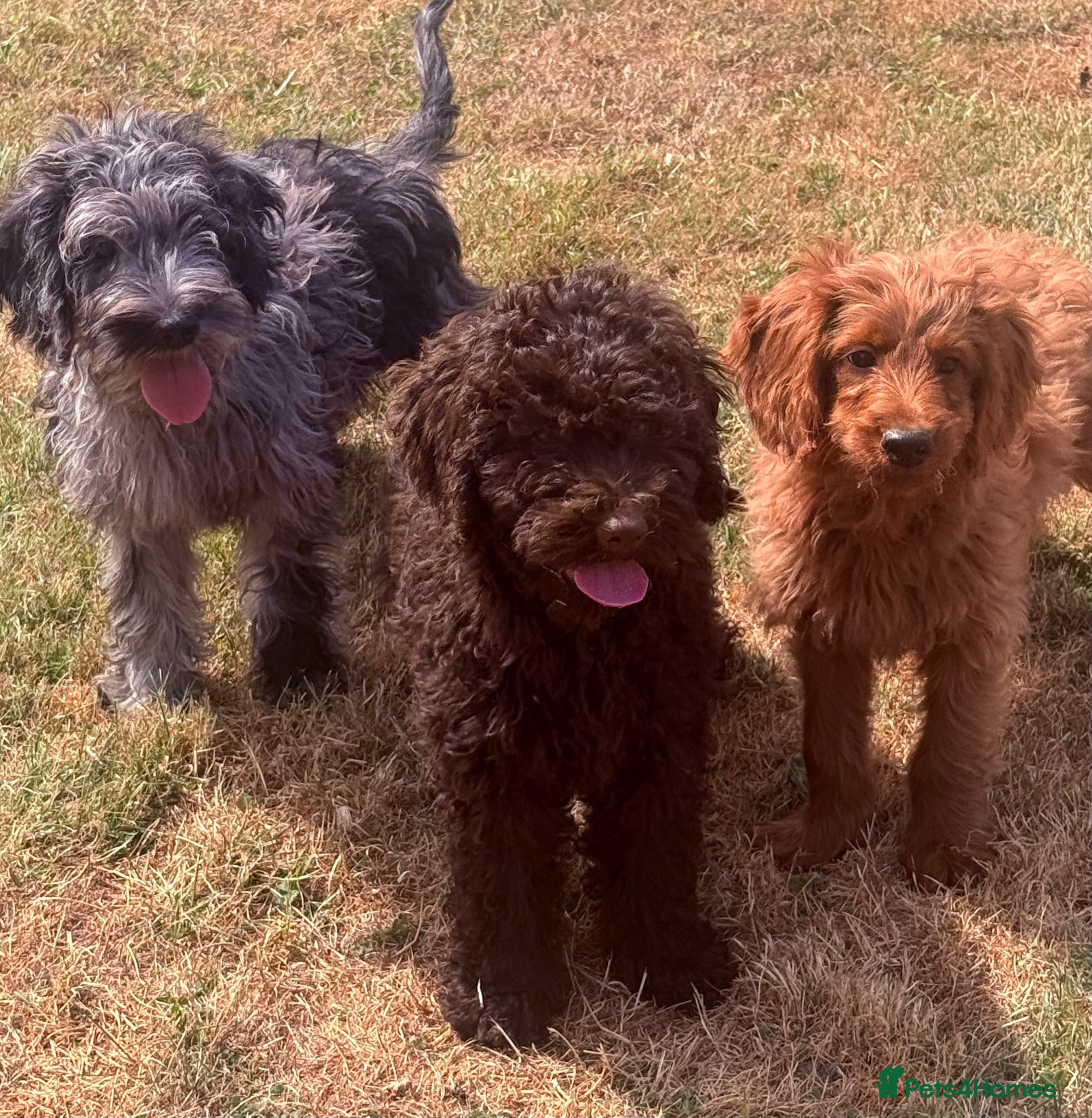 Australian Labradoodle dogs Australian labradoodles  - Advert 1