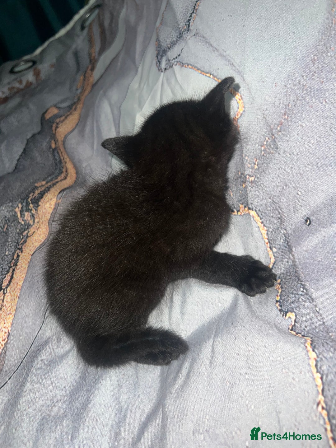 British Longhair cats for sale: 5 beautiful kittens - Advert 4