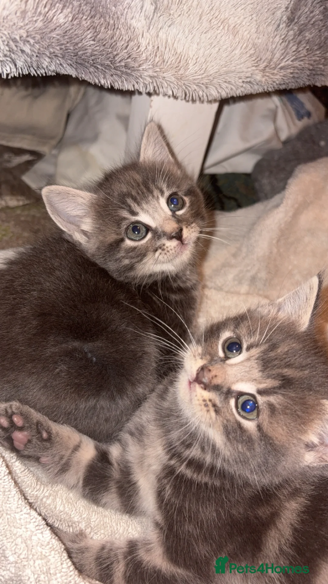 Norwegian Forest Cat cats for sale: Norwegian forest/Persian - Advert 2