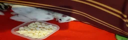 Sugar Glider rodents for sale: Sugar gliders in Salford - Advert 3
