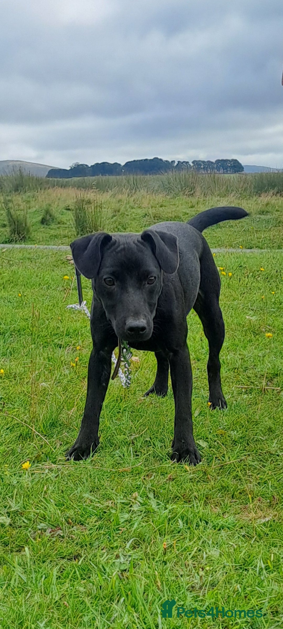 Patterdale Terrier dogs for sale: TOP QUALITY PATTERDALES  - Image 2