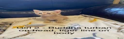Bengal cats for sale: Bengal mix ginger kittens for sale - Advert 5