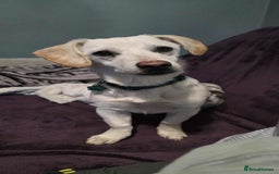Mixed Breed dogs for adoption: MINNIE MOUSE - Image 9