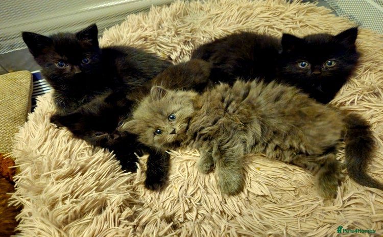 British Shorthair cats - Advert 11