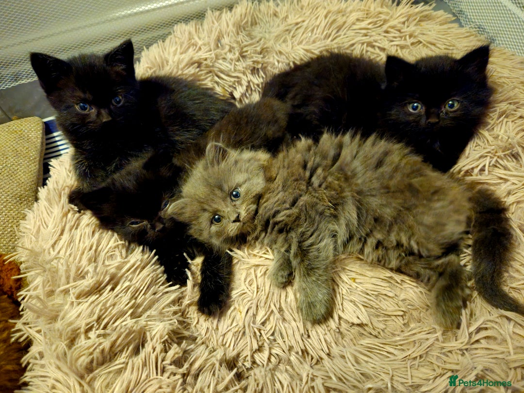 British Shorthair cats for sale: 4 lovely kittens - Image 1