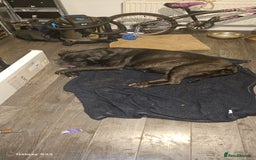Mixed Breed dogs for sale: Pressa canario / cane corso puppies...  - Image 2