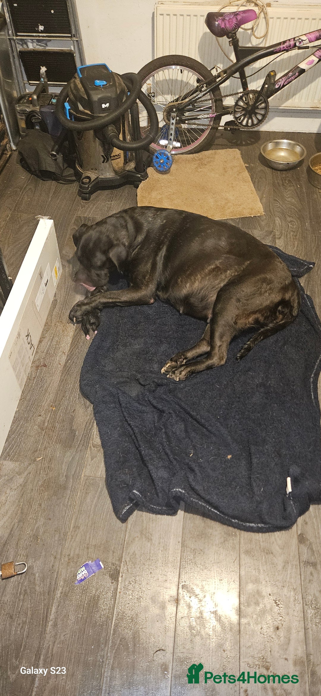 Mixed Breed dogs for sale: Pressa canario / cane corso puppies...  - Image 2