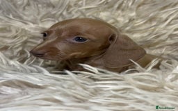 Miniature Dachshund dogs for sale: Perfecf kc true miniature dachshunds - Image 9