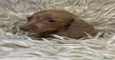 Miniature Dachshund dogs - Advert 2