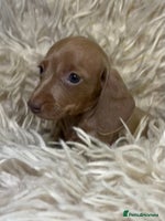 Miniature Dachshund dogs - Advert 5