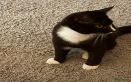 British Shorthair cats for sale: Two male kittens  - Image 3