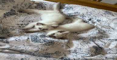 Ragdoll cats - Advert 3